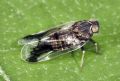 Reptalus melanochaetus